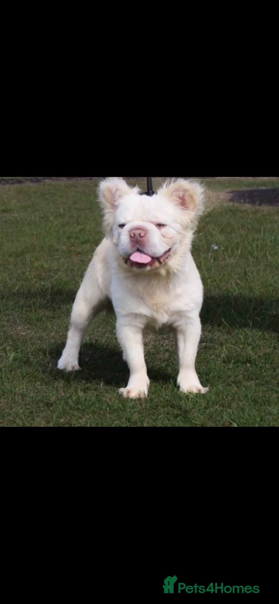 French Bulldog dogs fluffy  **  French bulldog - Advert 15