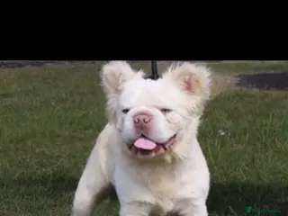 French Bulldog dogs fluffy ** French bulldog - Advert 15