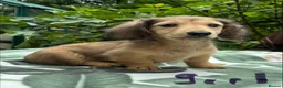 Miniature Dachshund dogs for sale: GORGEOUS KC reg PRA CLEAR MINI DACHSHUND PUPPIES - Advert 27
