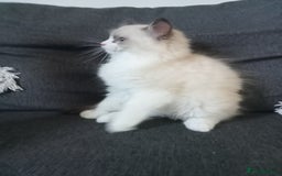 Ragdoll cats for sale: Purebred ragdoll kittens  - Image 8