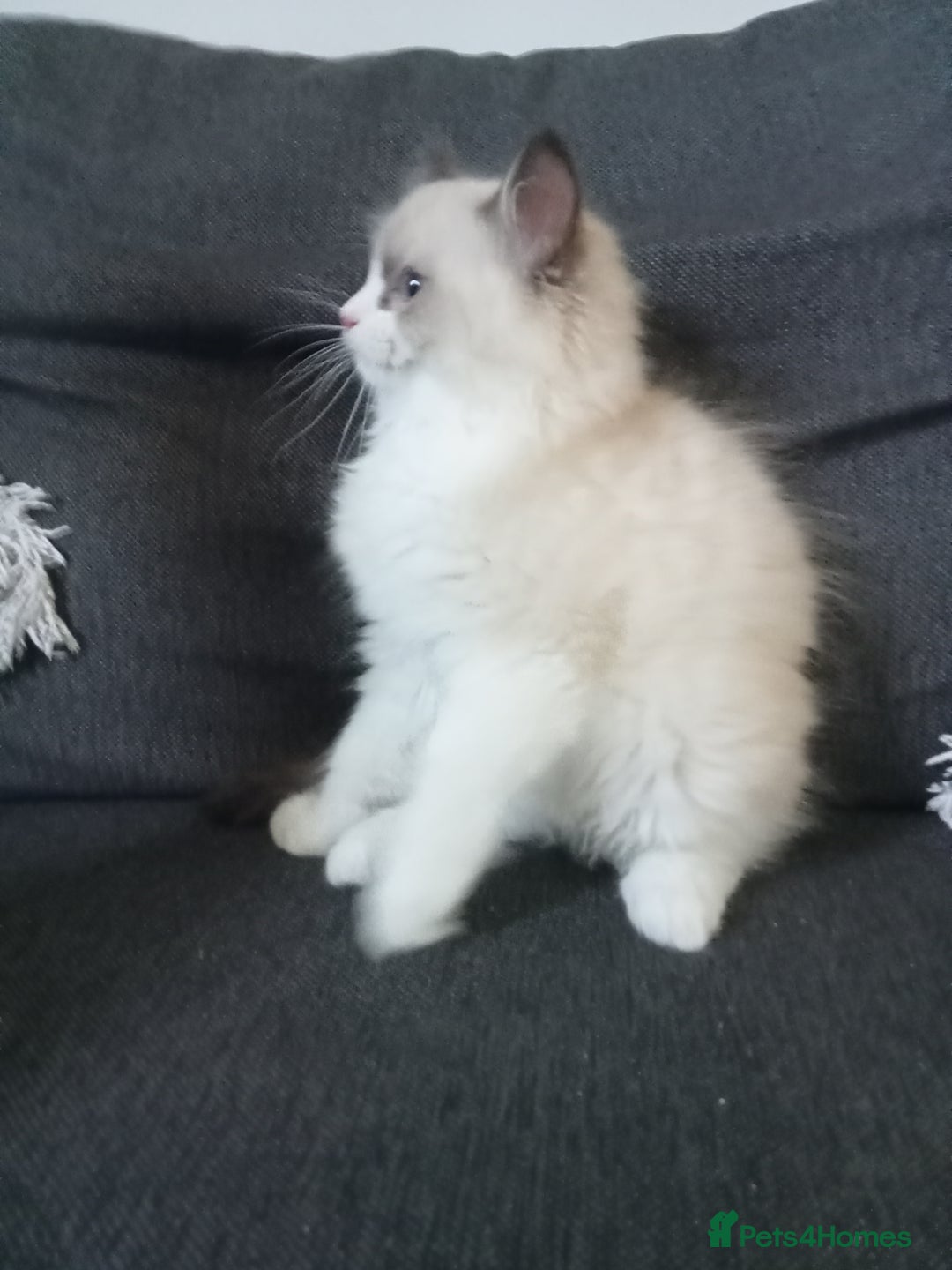 Ragdoll cats for sale: Purebred ragdoll kittens  - Image 8