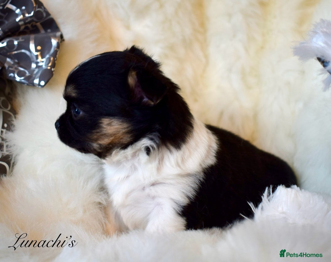 Chihuahua dogs for sale: Stunning long coat chihuahua puppies - Image 2