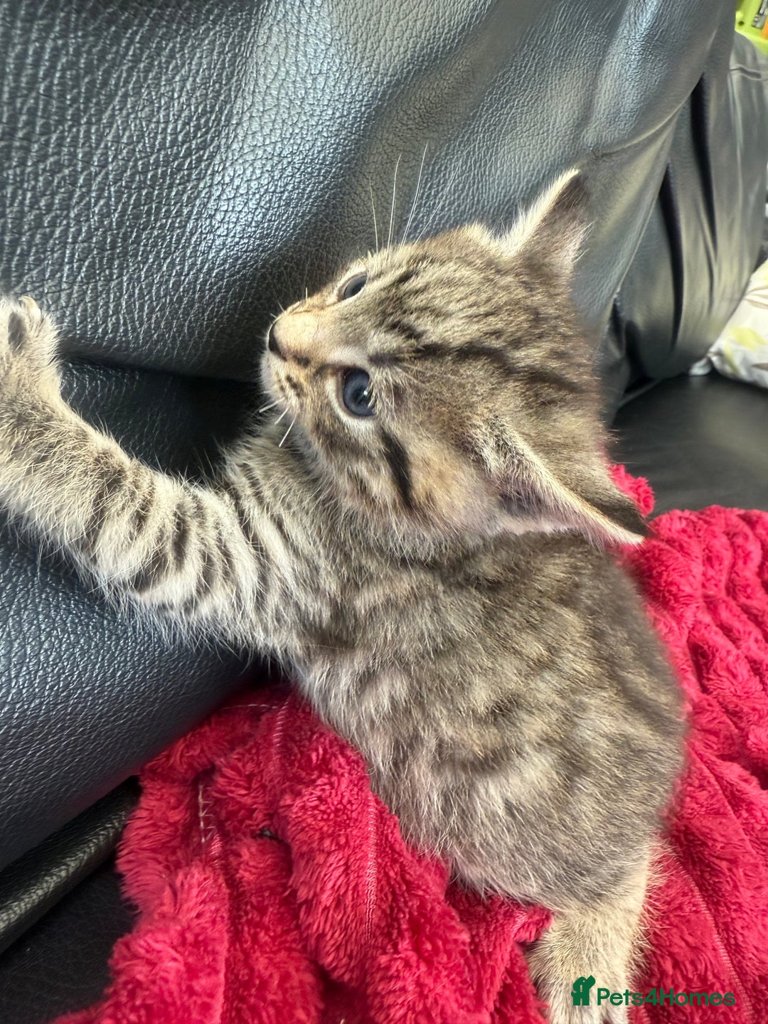 Domestic Shorthair cats for sale: 6 adorable kittens, healthy and playful 😍😻 - Image 20
