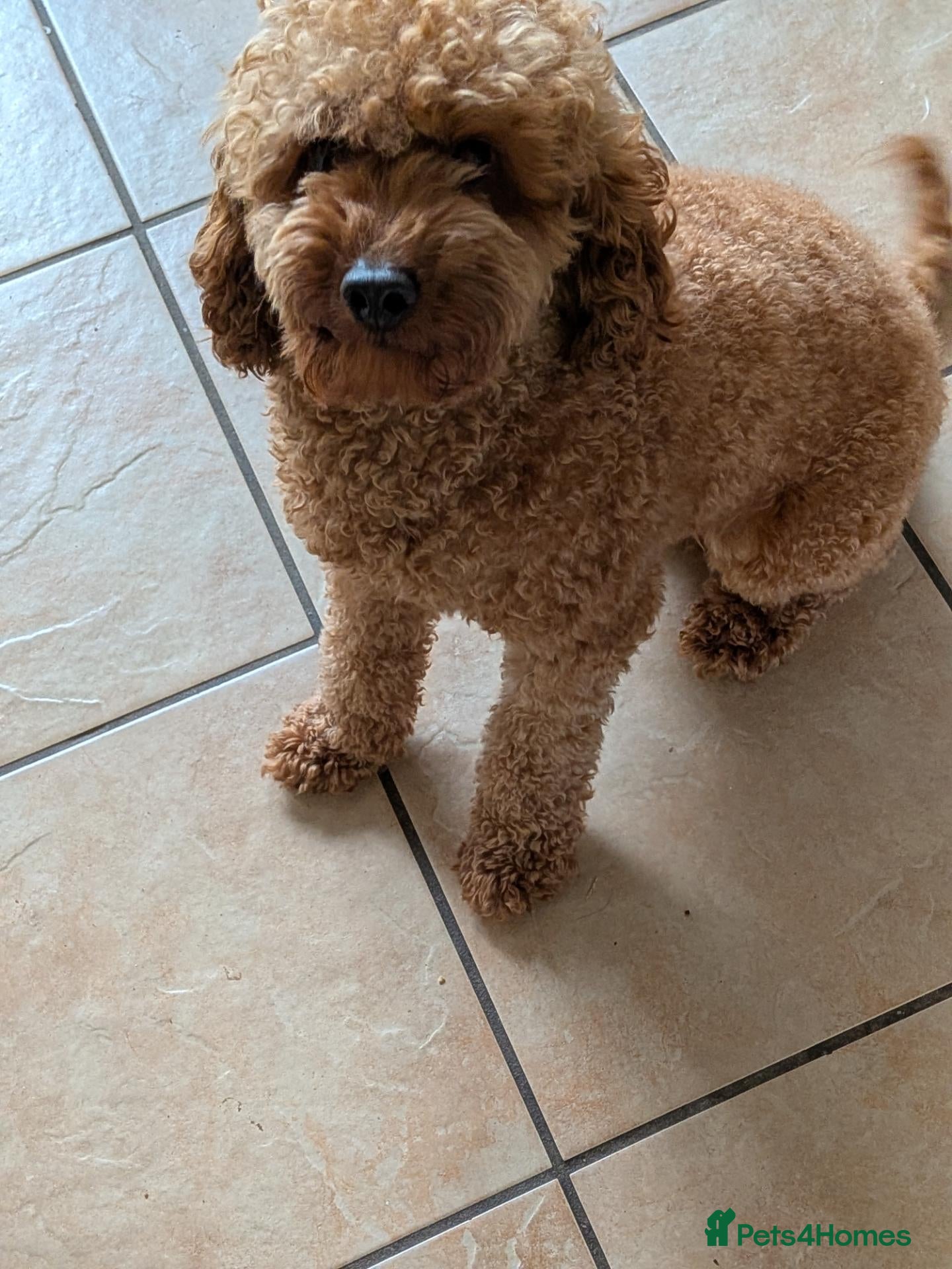 Cavapoo dogs Cavapoo male for stud  - Advert 1