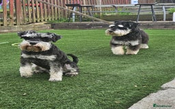 Miniature Schnauzer dogs for sale: Miniature schnauzer's due, KC, Mac, low COI - Image 9