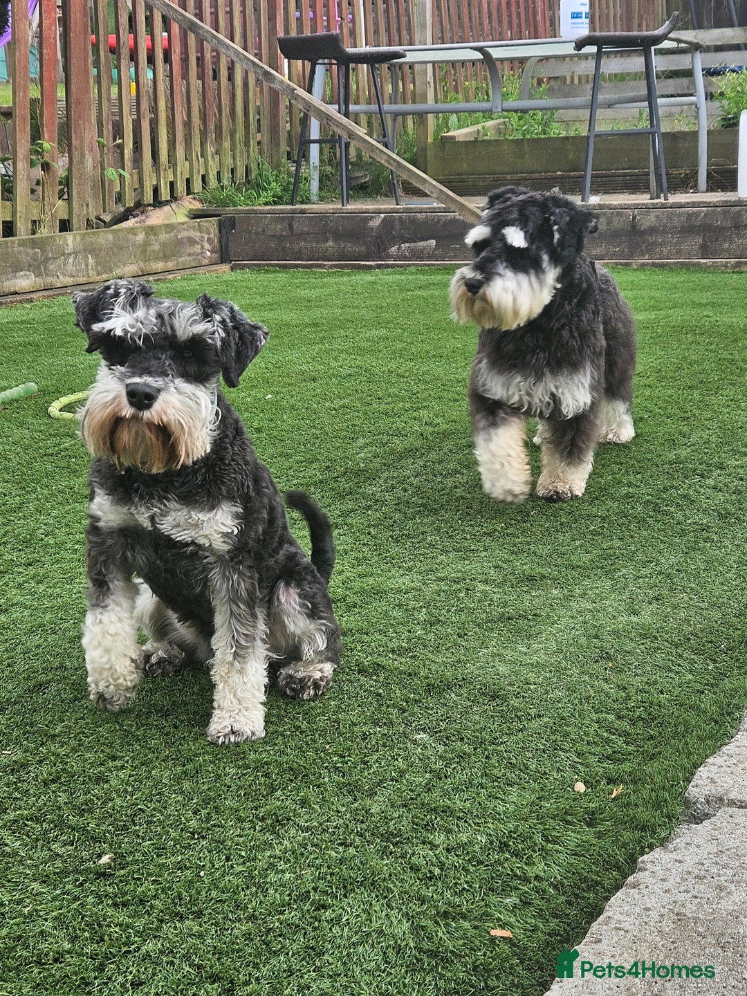 Miniature Schnauzer dogs for sale: Miniature schnauzer's due, KC, Mac, low COI - Image 9