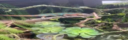 Chameleon reptiles for sale: Male adult panther chameleon in Otley - Advert 3