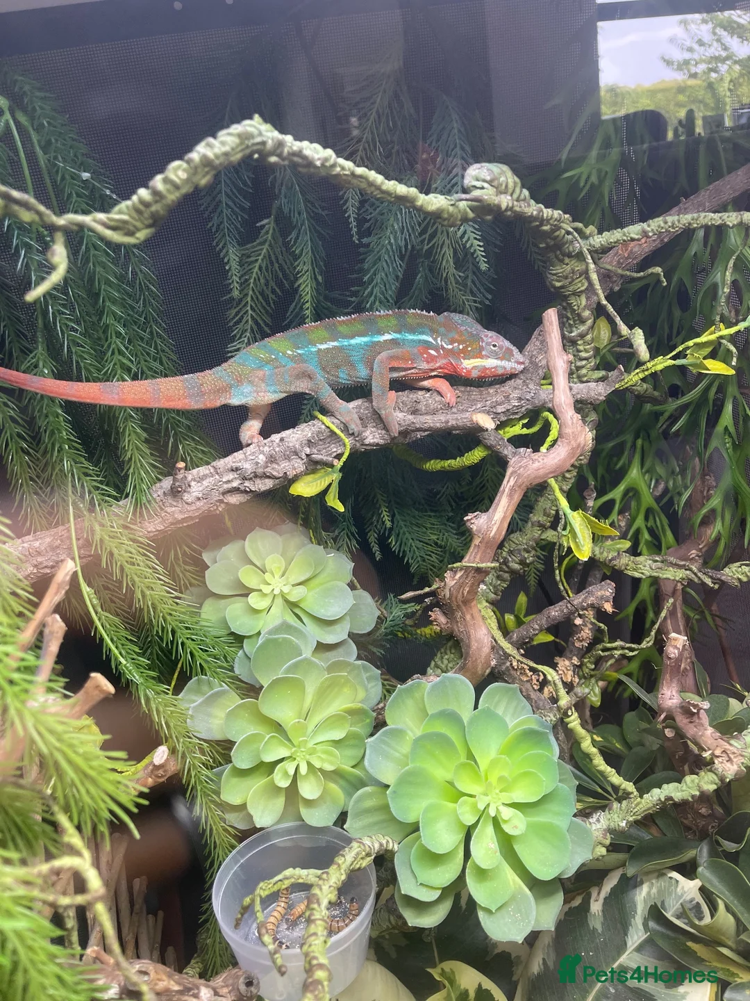 Chameleon reptiles for sale: Male adult panther chameleon in Otley - Advert 3