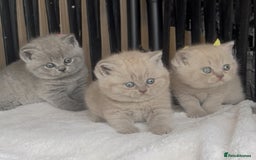 British Shorthair cats for sale: Absolutely beautiful BSH kittens  - Image 17