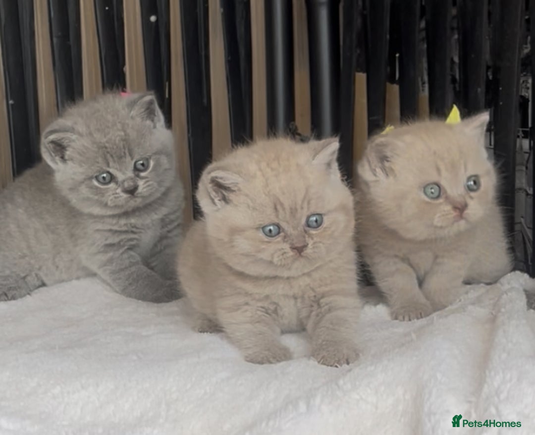 British Shorthair cats for sale: Absolutely beautiful BSH kittens  - Image 17