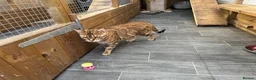 Bengal cats for sale: Beautifull girl  - Advert 3