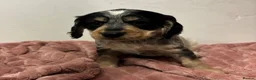 Cocker Spaniel dogs for sale: Cocker spaniel pups  - Advert 10