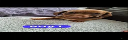Jackshund dogs for sale: Jack russles X Dachund  in Wigan - Advert 1
