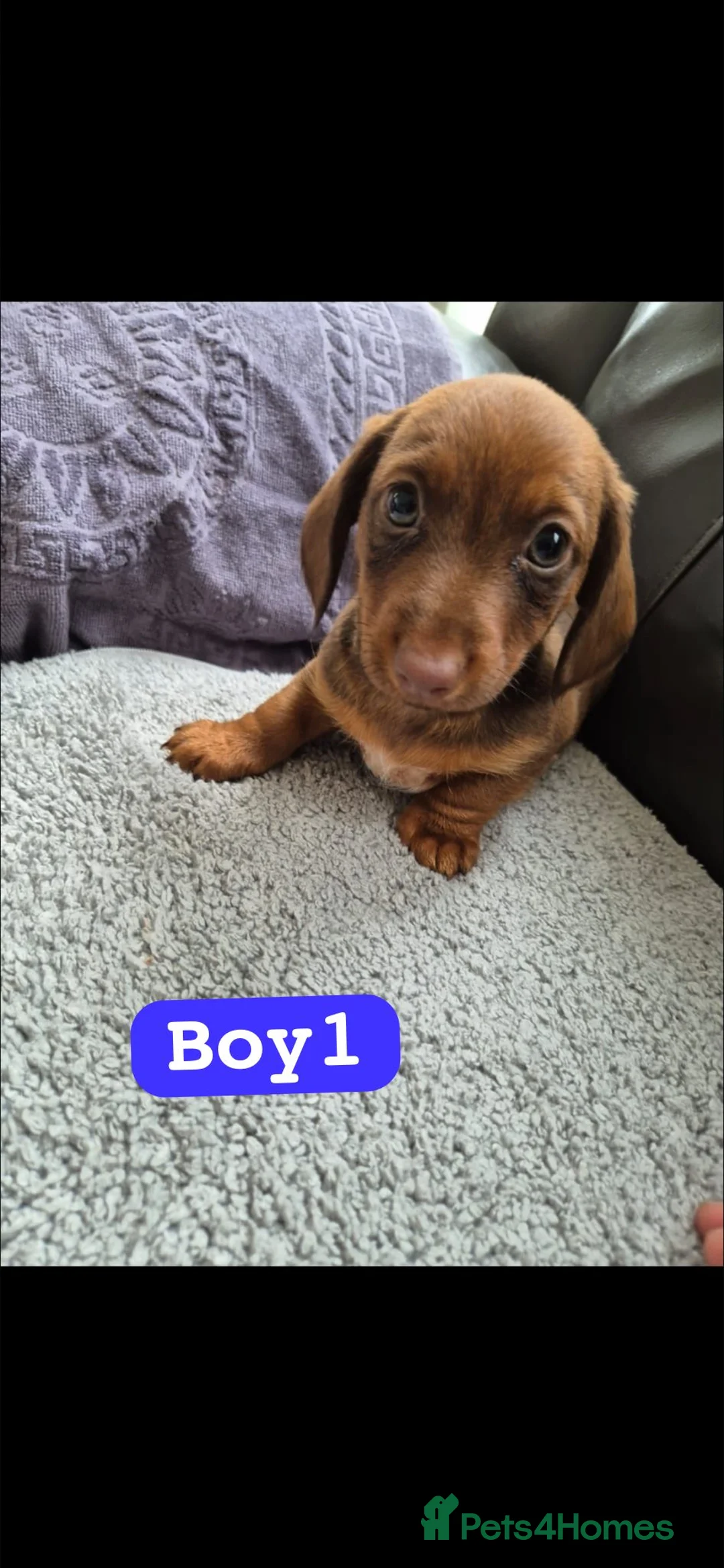 Jackshund dogs for sale: Jack russles X Dachund  in Wigan - Advert 1