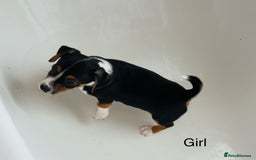 Jack Russell dogs for sale: Jack Russell Puppies for sale  - Image 3