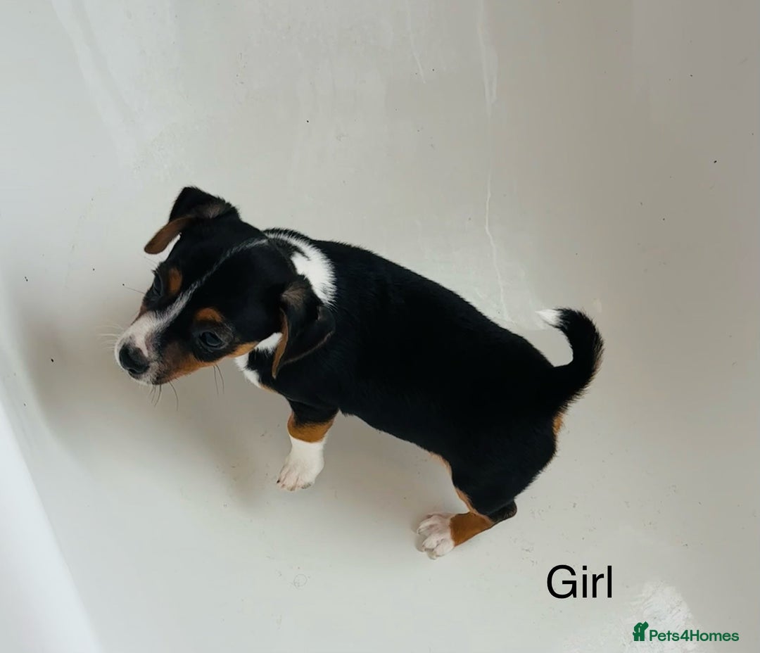 Jack Russell dogs for sale: Jack Russell Puppies for sale  - Image 3