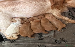 Cocker Spaniel dogs for sale: Beautiful cocker spaniel puppies  - Image 1