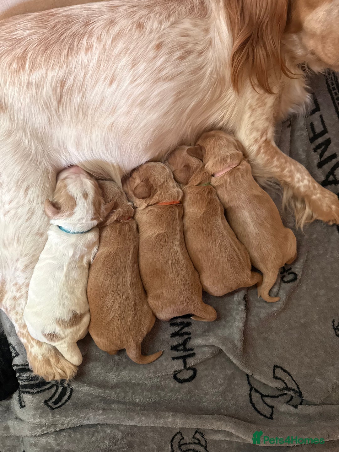 Cocker Spaniel dogs for sale: Beautiful cocker spaniel puppies  - Image 1