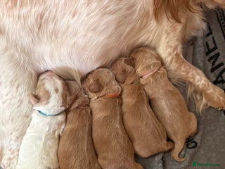 Cocker Spaniel dogs - Advert 15