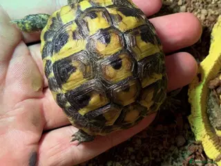 Hermann Tortoise reptiles Herman tortise with set up - Advert 2