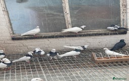 Pigeons birds for sale: Togi breeding pair - Image 2