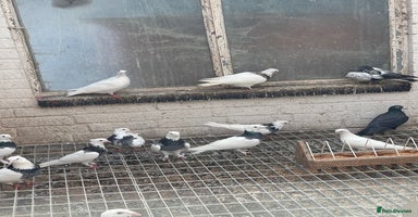Pigeons birds - Advert 6