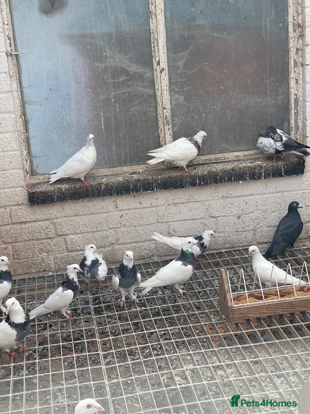 Pigeons birds for sale: Togi breeding pair - Image 2