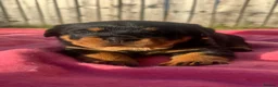 Rottweiler dogs for sale: Rottweiler Puppies  - Advert 9