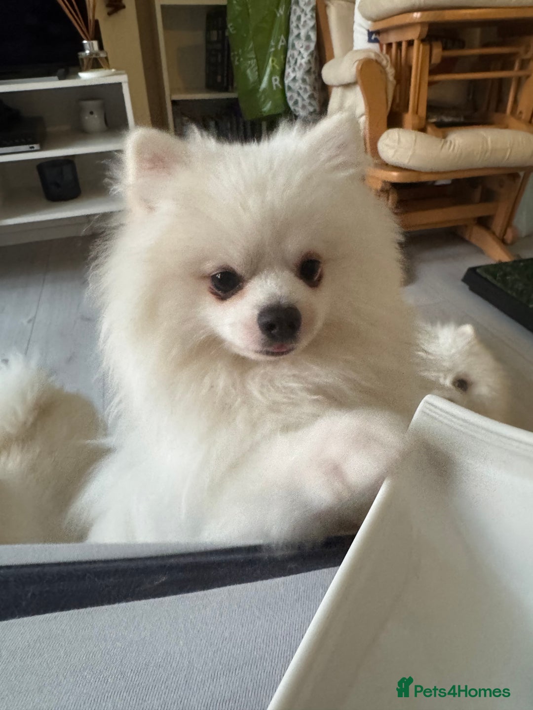 Pomeranian dogs for sale: Pure breed Pomeranian boy and girls  in London - Image 15
