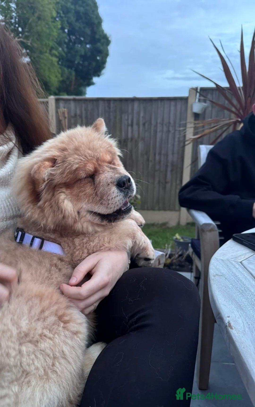 Chow Chow dogs for sale: Beautiful Female Chow Chow Puppy - Advert 1