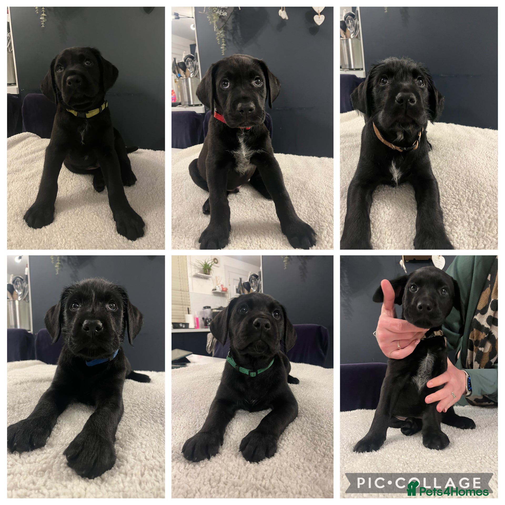 Mixed Breed dogs Pointer/lab pups - Advert 4