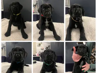 Mixed Breed dogs Pointer/lab pups - Advert 2