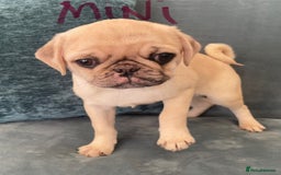 Pug dogs for sale: Pug Puppies  - Image 2