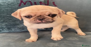 Pug dogs - Advert 11