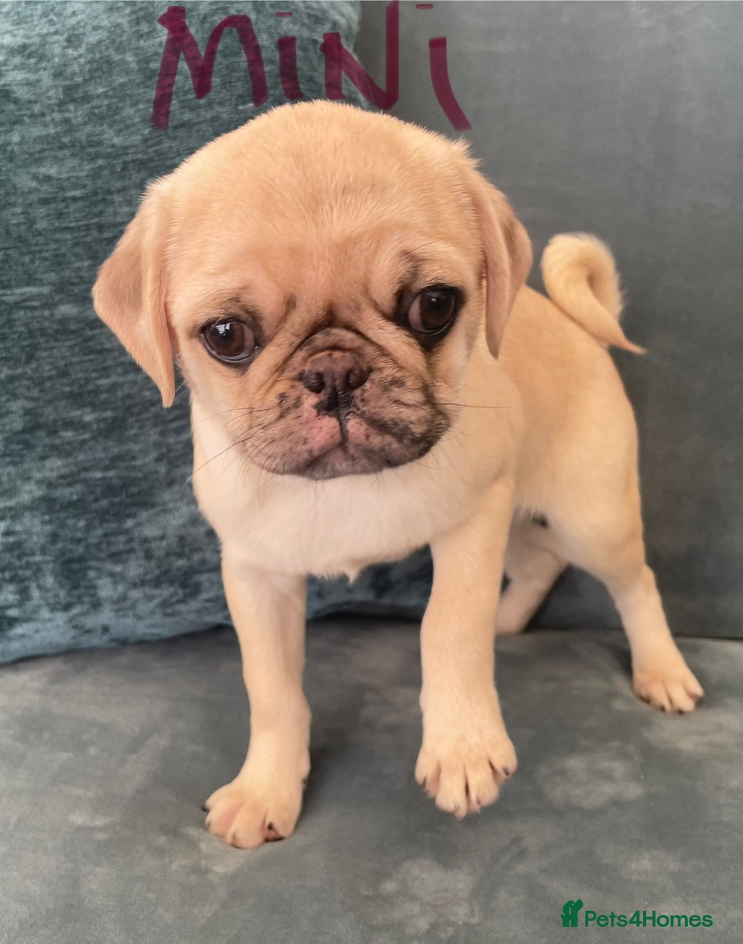 Pug dogs for sale: Pug Puppies  - Image 2