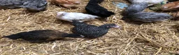 Chickens poultry for sale: Happy healthy pullets. - Advert 18