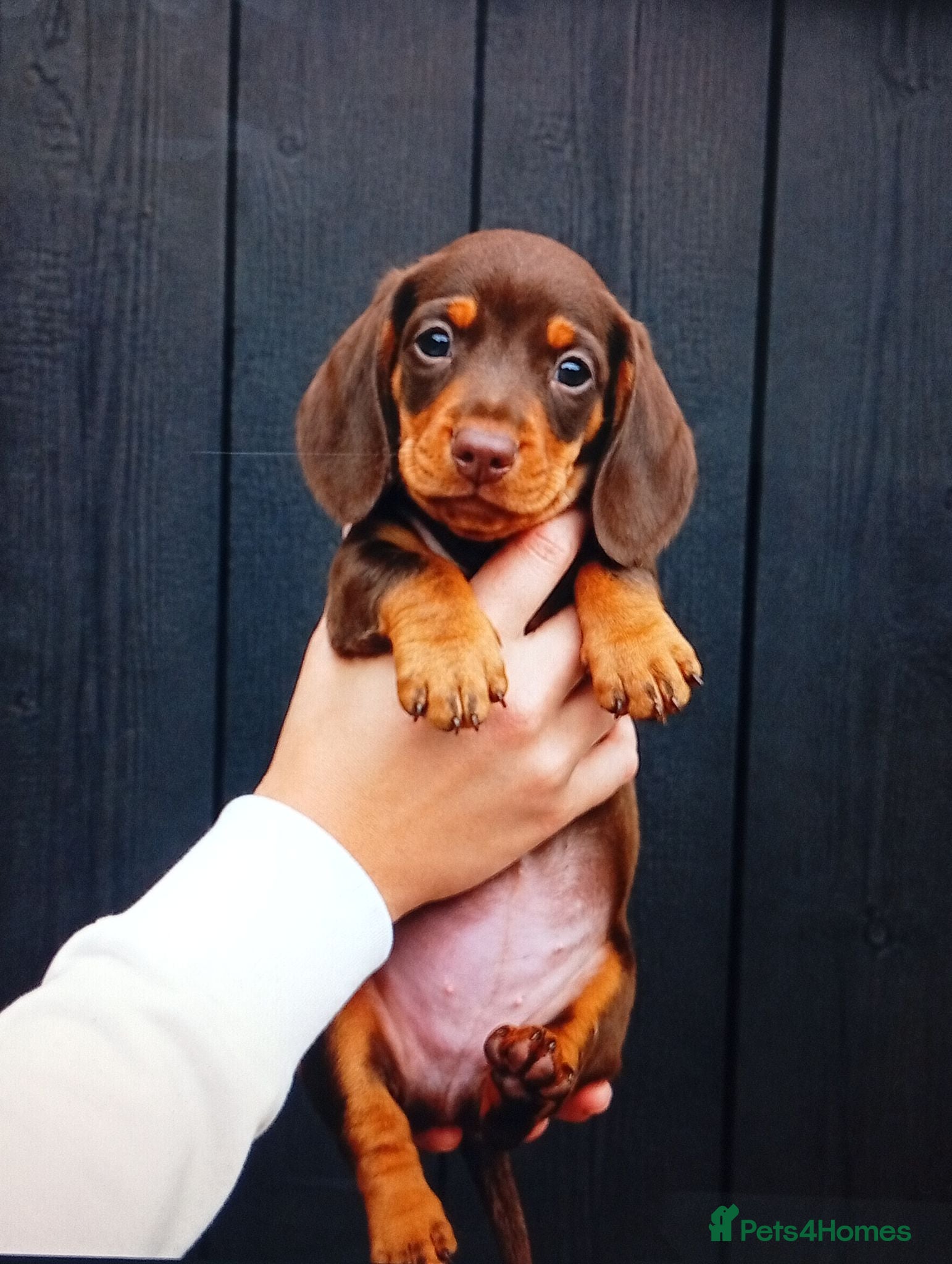 Miniature Dachshund dogs Stunning Miniature Dachshund Puppies - ready - Advert 3