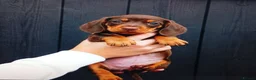 Miniature Dachshund dogs for sale: Stunning Miniature Dachshund Puppies - ready in Altrincham - Advert 1