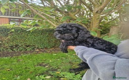 Cockapoo dogs for sale: VANASUZE SHOW TYPE F1b COCKAPOOS - Image 24