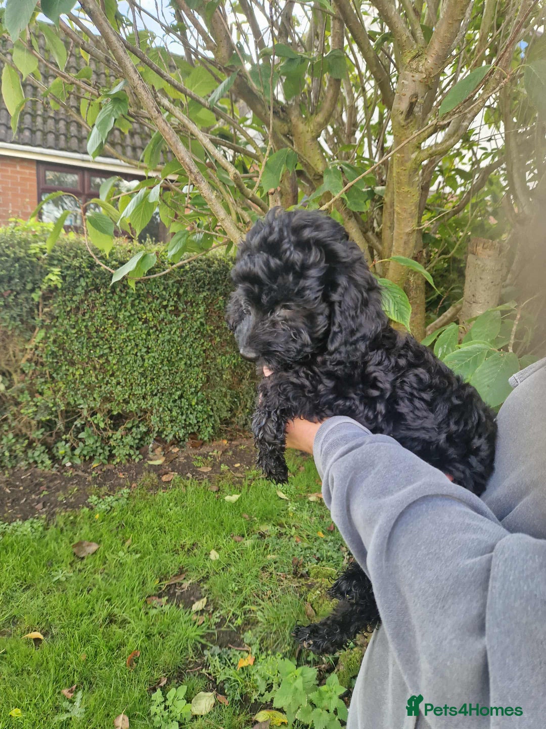 Cockapoo dogs for sale: VANASUZE SHOW TYPE F1b COCKAPOOS - Image 24