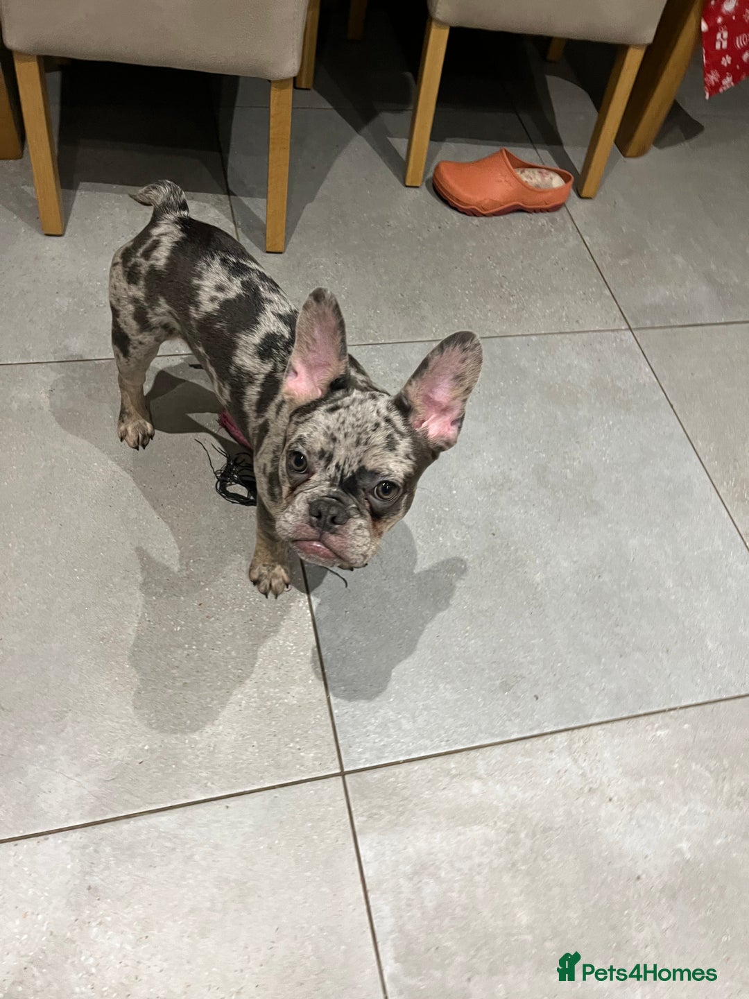 French Bulldog dogs for sale: Multi Coloured Merle French Bulldog Pups  - Advert 15