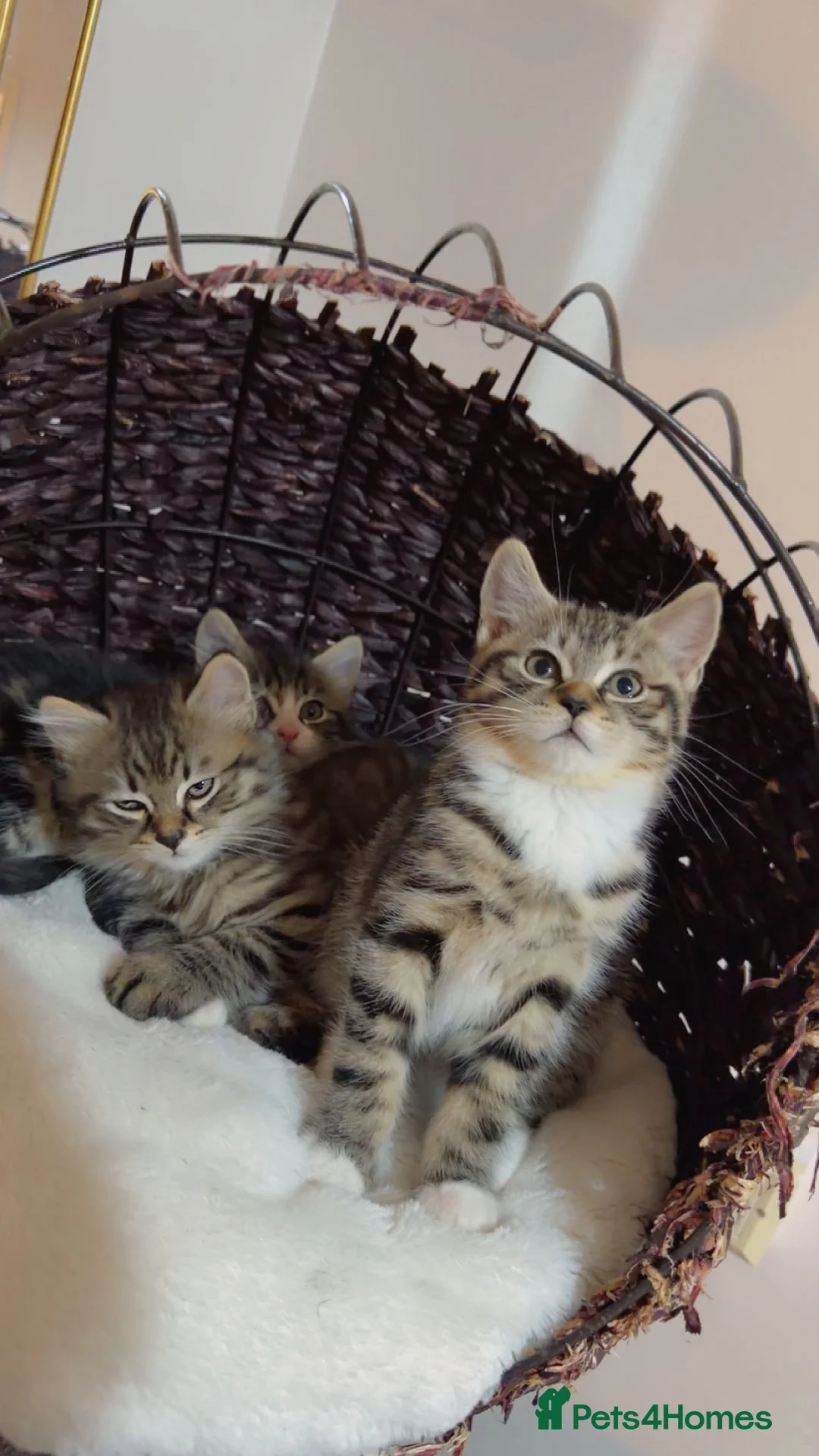 British Shorthair cats for sale: Kitten  - Advert 21