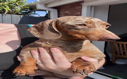 Dachshund dogs for sale: KC Registered Miniature Dachshunds - Image 2