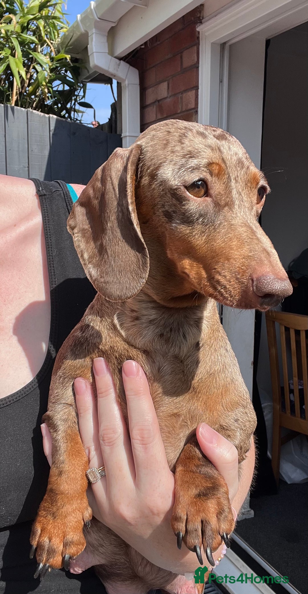 Dachshund dogs for sale: KC Registered Miniature Dachshunds - Image 2