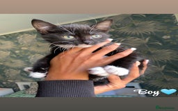Mixed Breed cats for sale: 6 gorgeous kittens😍Ready Now - Image 11