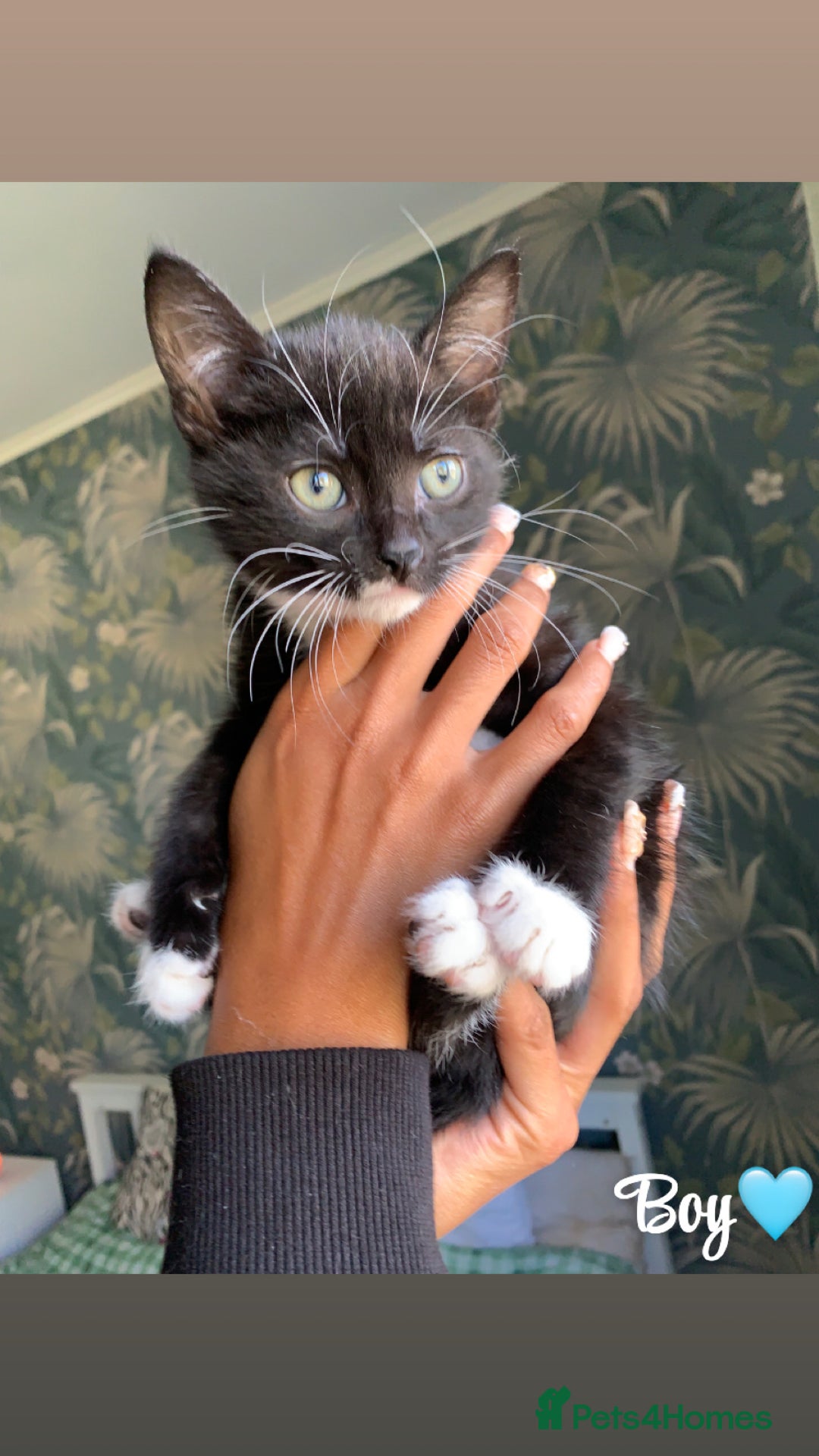 Mixed Breed cats for sale: 6 gorgeous kittens😍Ready Now - Image 11