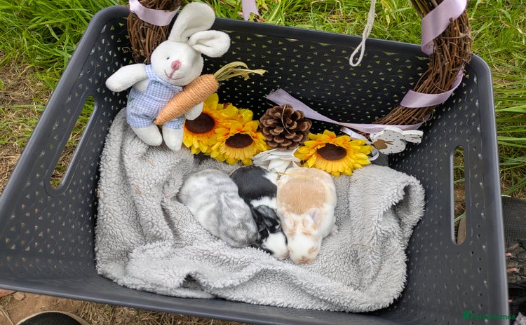 Mini Lop rabbits - Advert 8