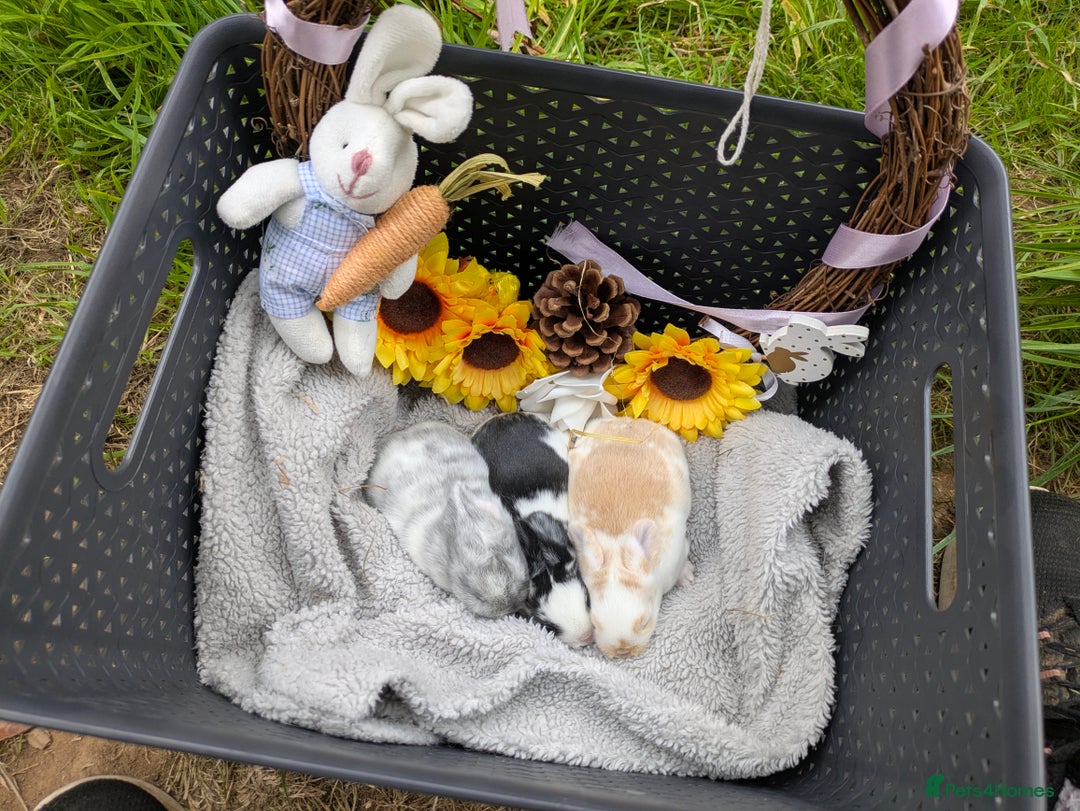 Mini Lop rabbits for sale: Beautiful mini lop bunnies 🐇🐰 - Image 2