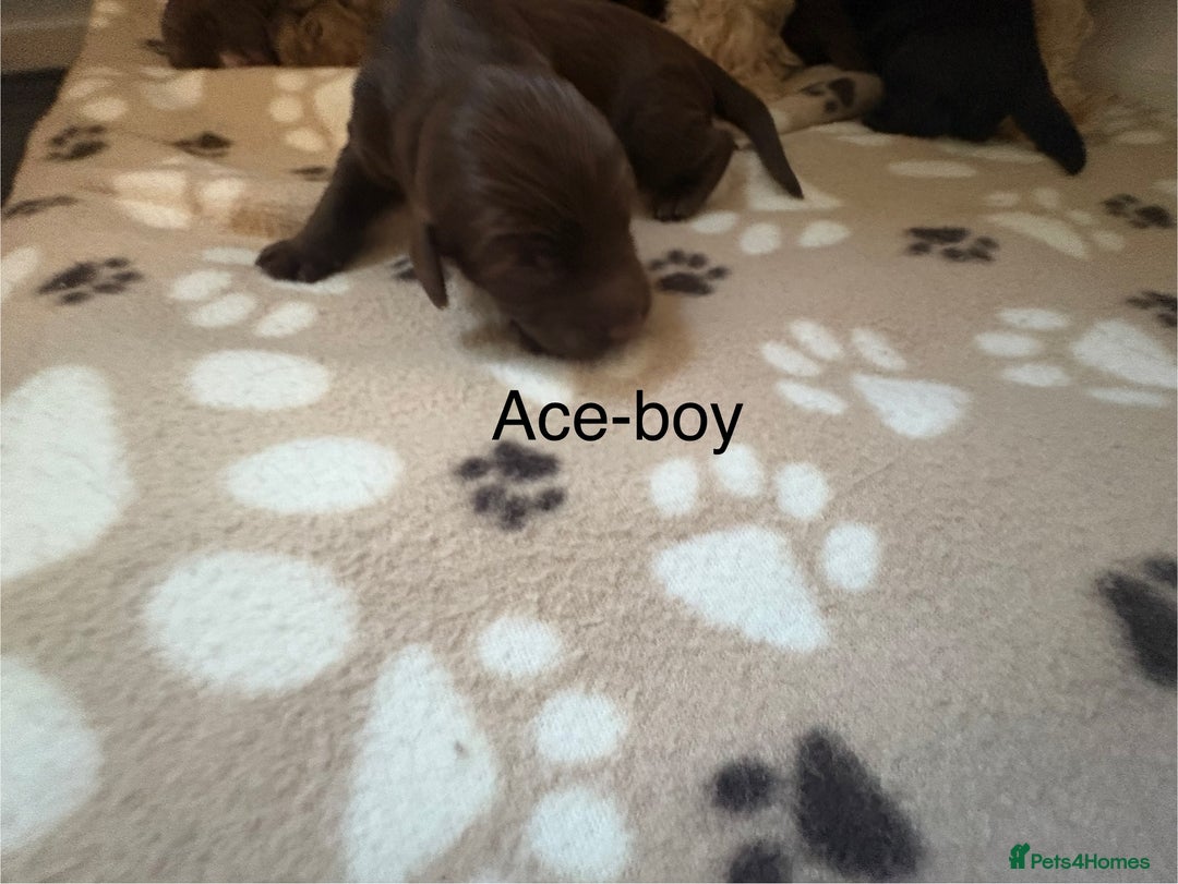 Cockapoo dogs for sale: Stunning,family raised cockapoos - Image 2