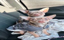 Chihuahua dogs for stud: Proven Lilac KC registered chihuahua for stud  in Liverpool - Image 2